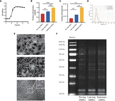 Bacterial growth stage determines the yields, protein composition, and periodontal pathogenicity of Porphyromonas gingivalis outer membrane vesicles